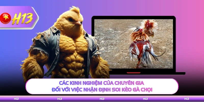 Các kinh nghiệm của chuyên gia đối với việc nhận định soi kèo gà chọi 